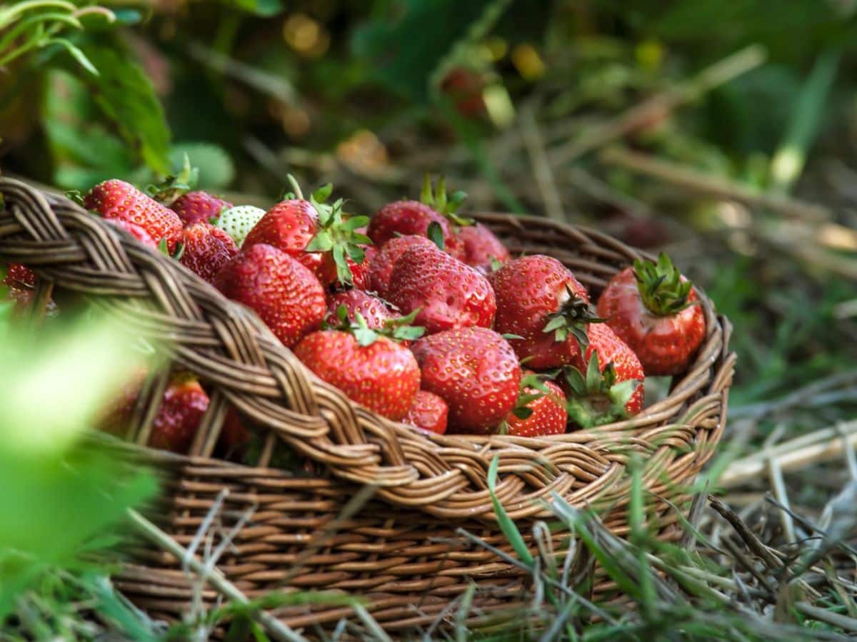 A basket of fresh, red strawberries sitting near strawberry plants.
