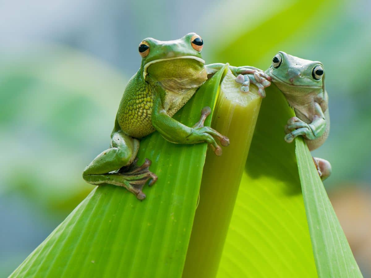Two green frogs on a large green leaf