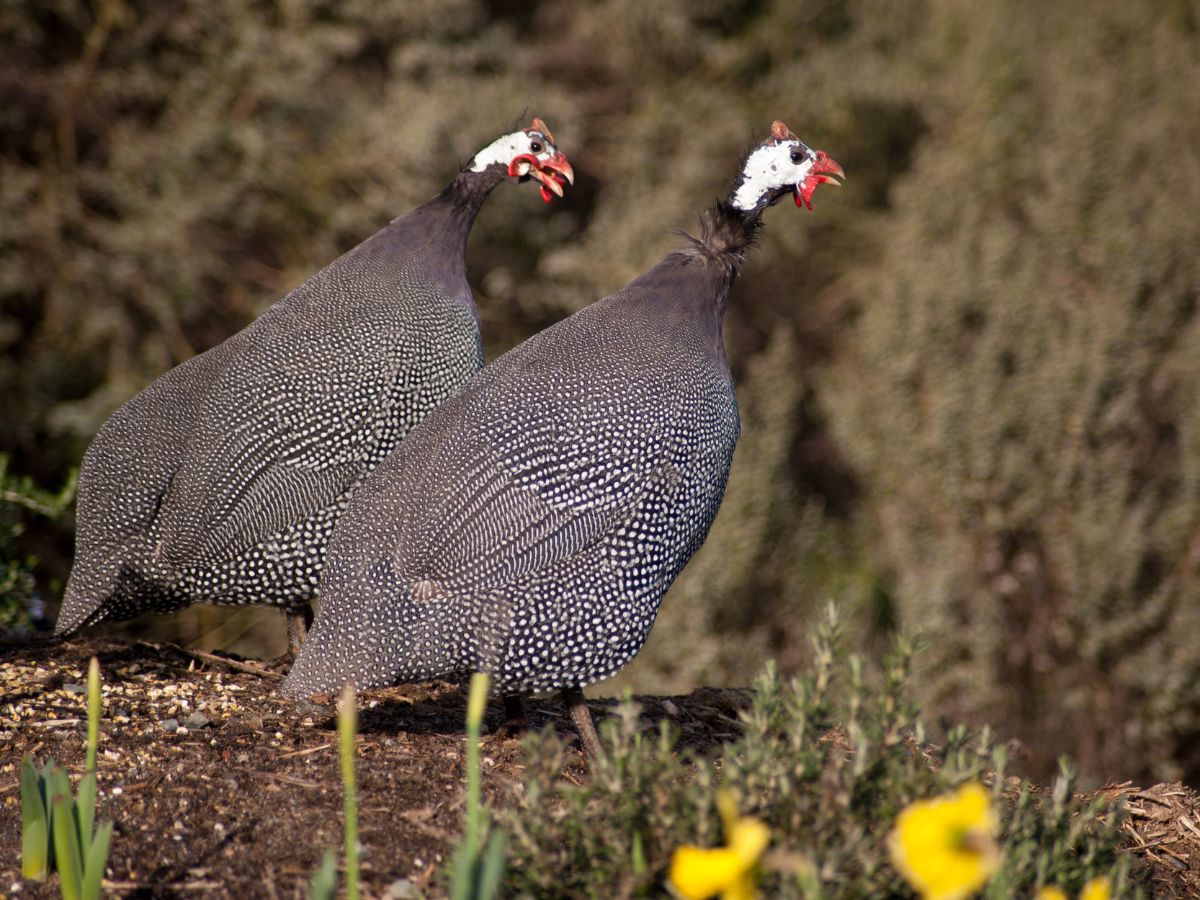 A pair of guineafowl walking through dry grass