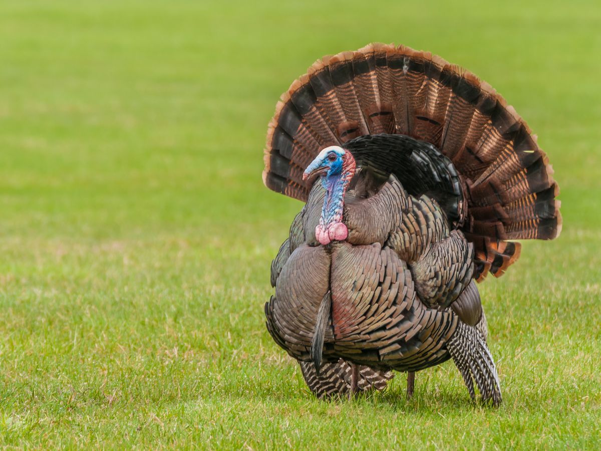 Wild Turkey