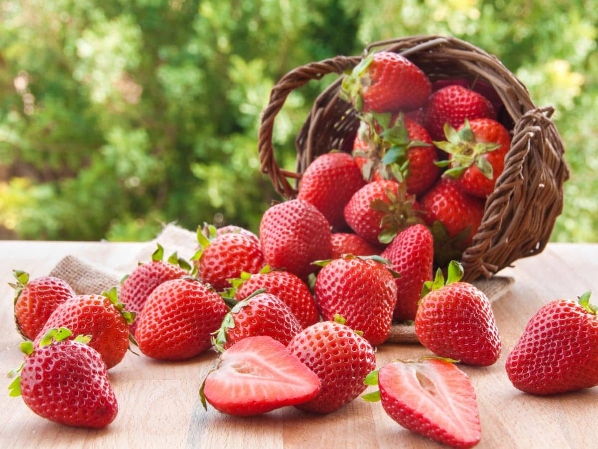 Basket of Fresh Strawberries