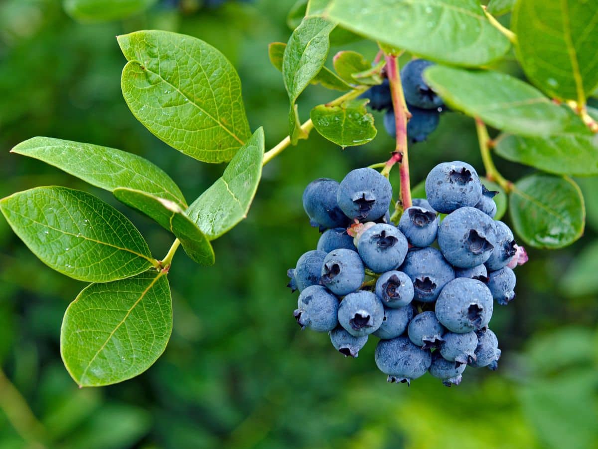 Blueberries on a bush