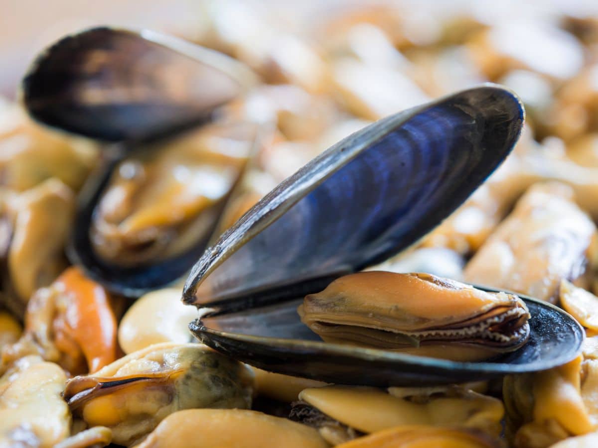 A pile of mussels.