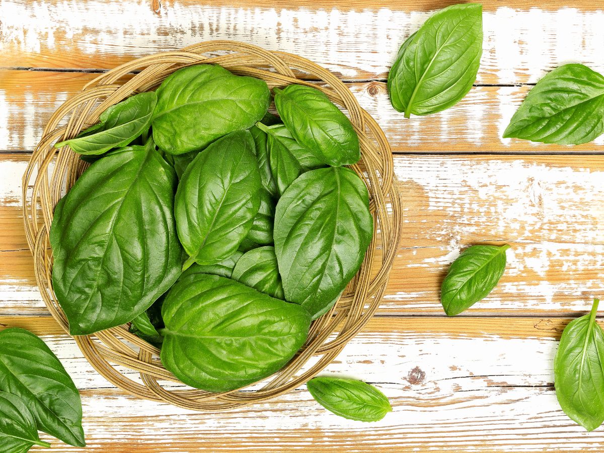 Basket of basil leaves