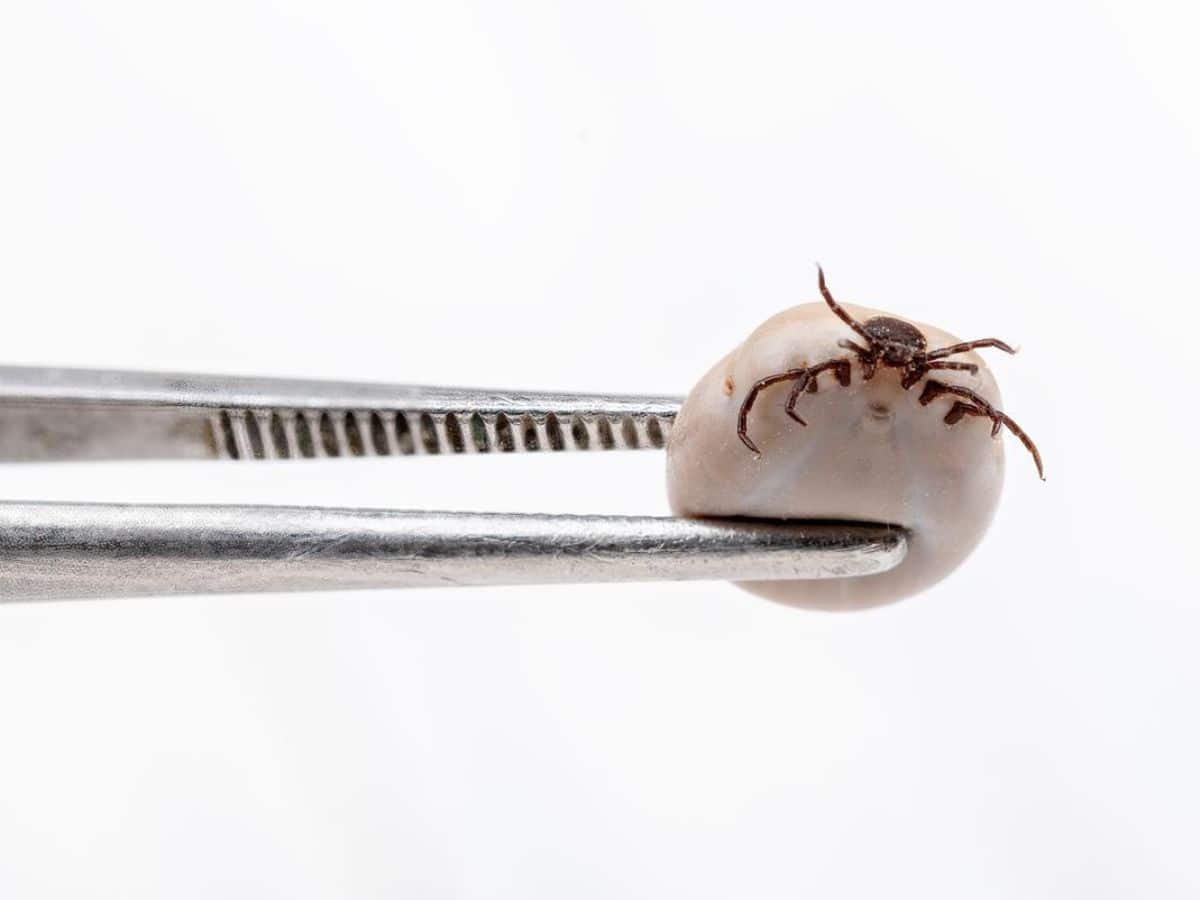 Tick Held by Tweezers