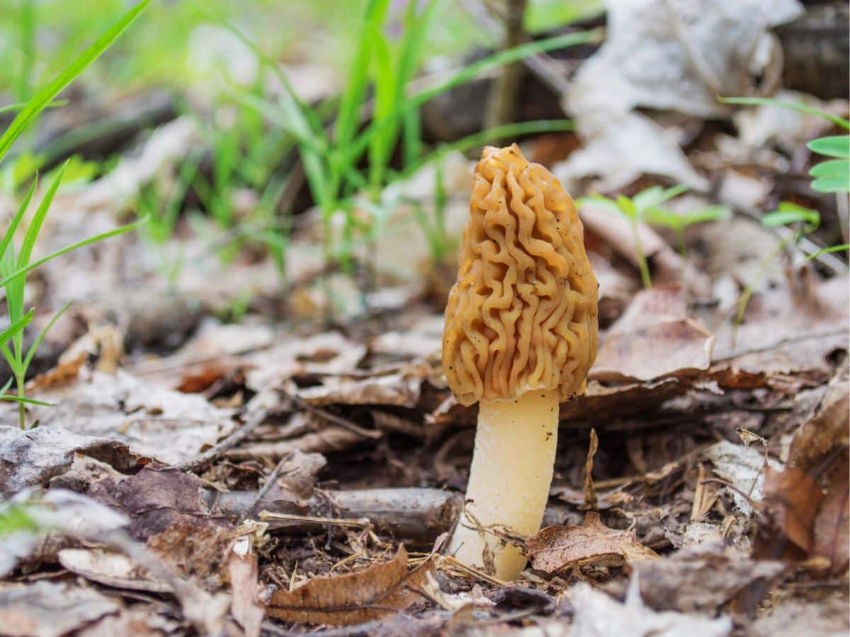 A mushroom growing out of the ground in the woods.