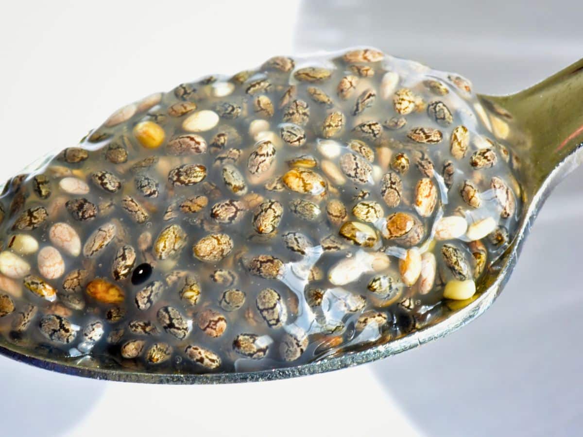 A spoonful of soaked chia seeds with a gel-like texture is shown up close.