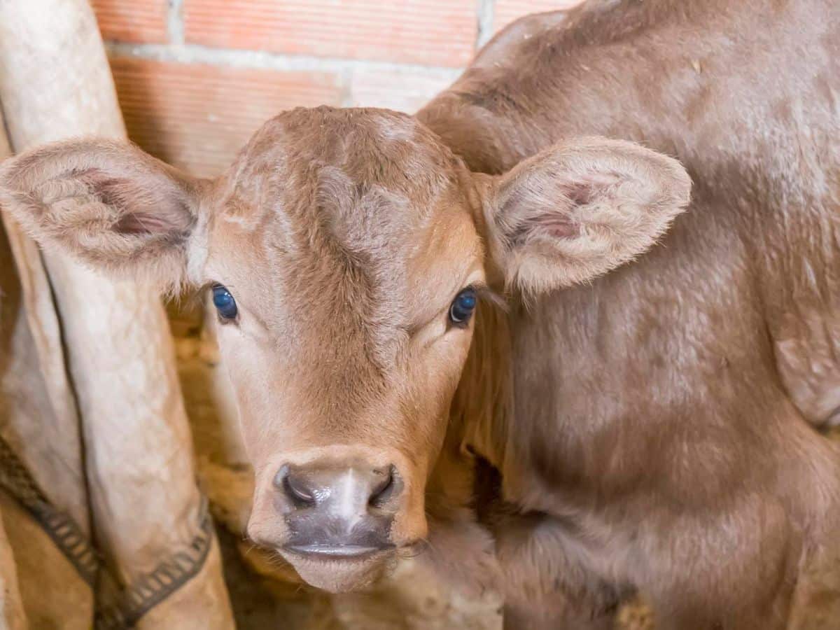 A brown calf is standing next to a brick wall.