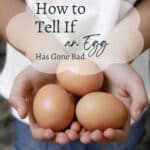 Person holding three brown eggs with text overlay: "How to Tell If an Egg Has Gone Bad.