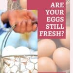 Are Your Eggs Still Fresh?" text with images of brown eggs and a hand holding white eggs in a wire basket.