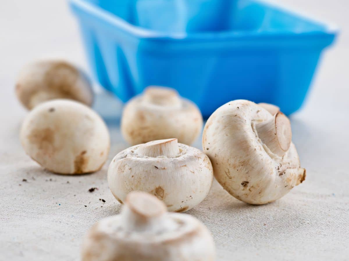 White mushrooms scattered on a light surface with a blue container in the background.