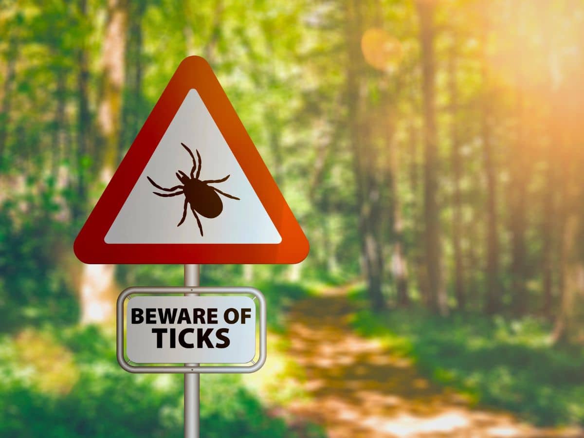 Triangular warning sign with a tick symbol above a rectangular sign reading "BEWARE OF TICKS," set on a forest path with sunlight filtering through trees.