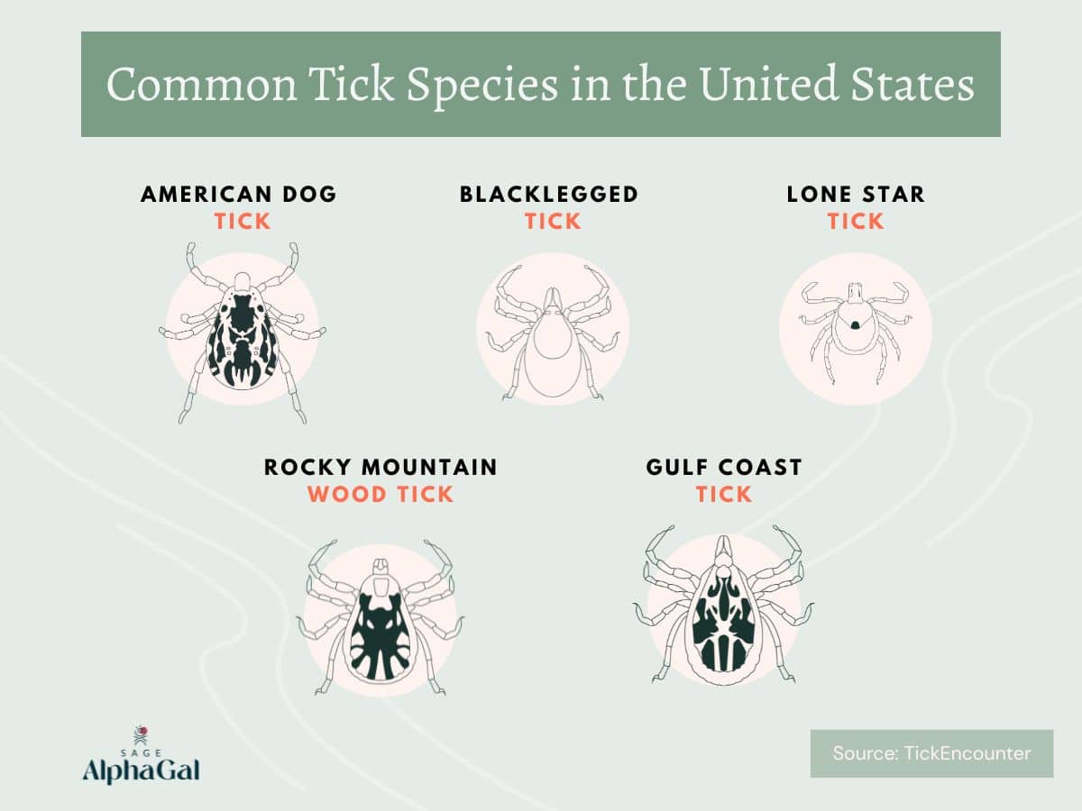Diagram showing illustrations of five common tick species in the United States: American dog tick, blacklegged tick, lone star tick, Rocky Mountain wood tick, and Gulf Coast tick.