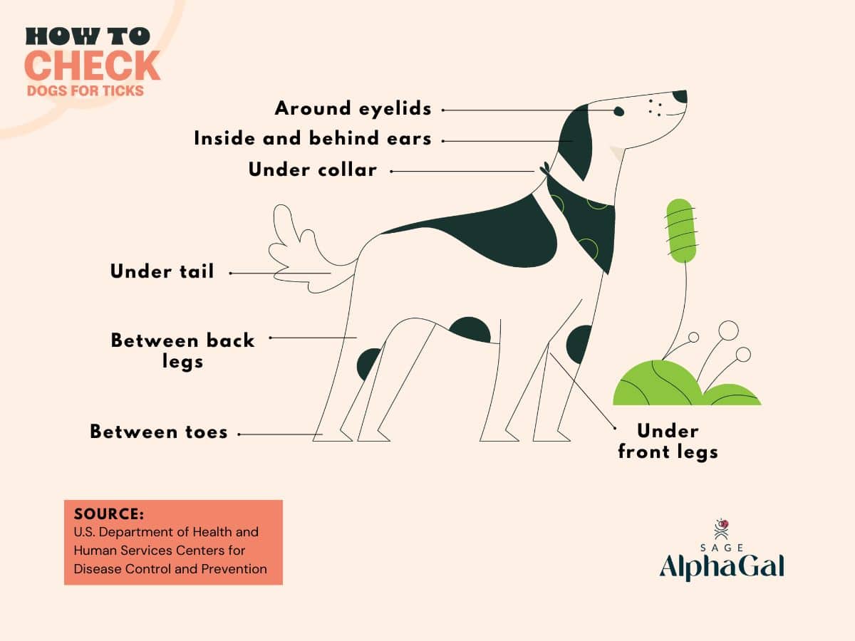 Diagram of a dog showing areas to check for ticks: around eyelids, ears, collar, tail, back legs, toes, and under front legs.