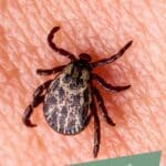 A close-up of a tick on human skin with text below reading, “What to Know About Tick-Borne Illnesses.”.